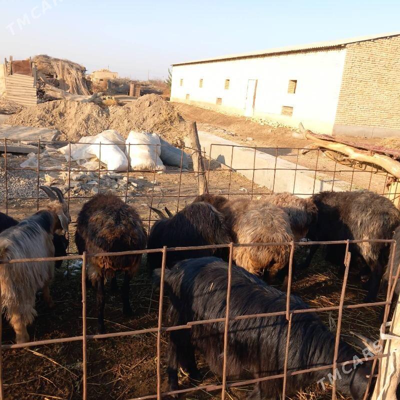 Goyun geci - Garabekewül - img 3