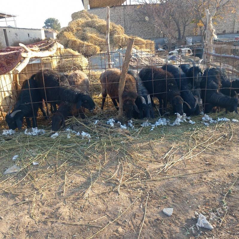 Goyun geci - Garabekewül - img 7