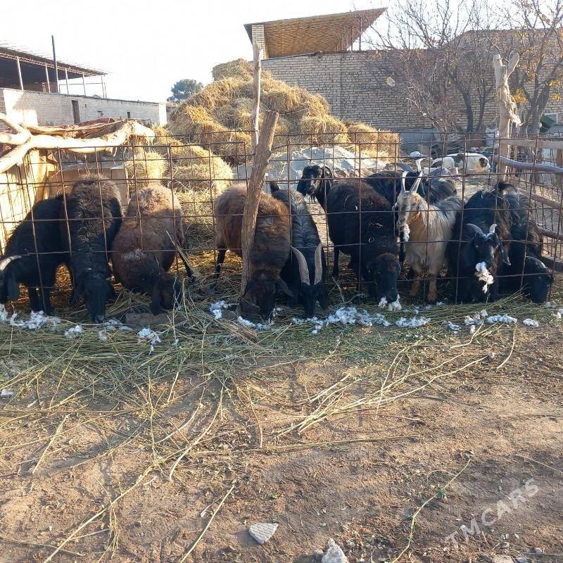 Goyun geci - Garabekewül - img 6