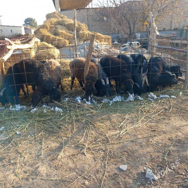 Goyun geci - Garabekewül - img 5