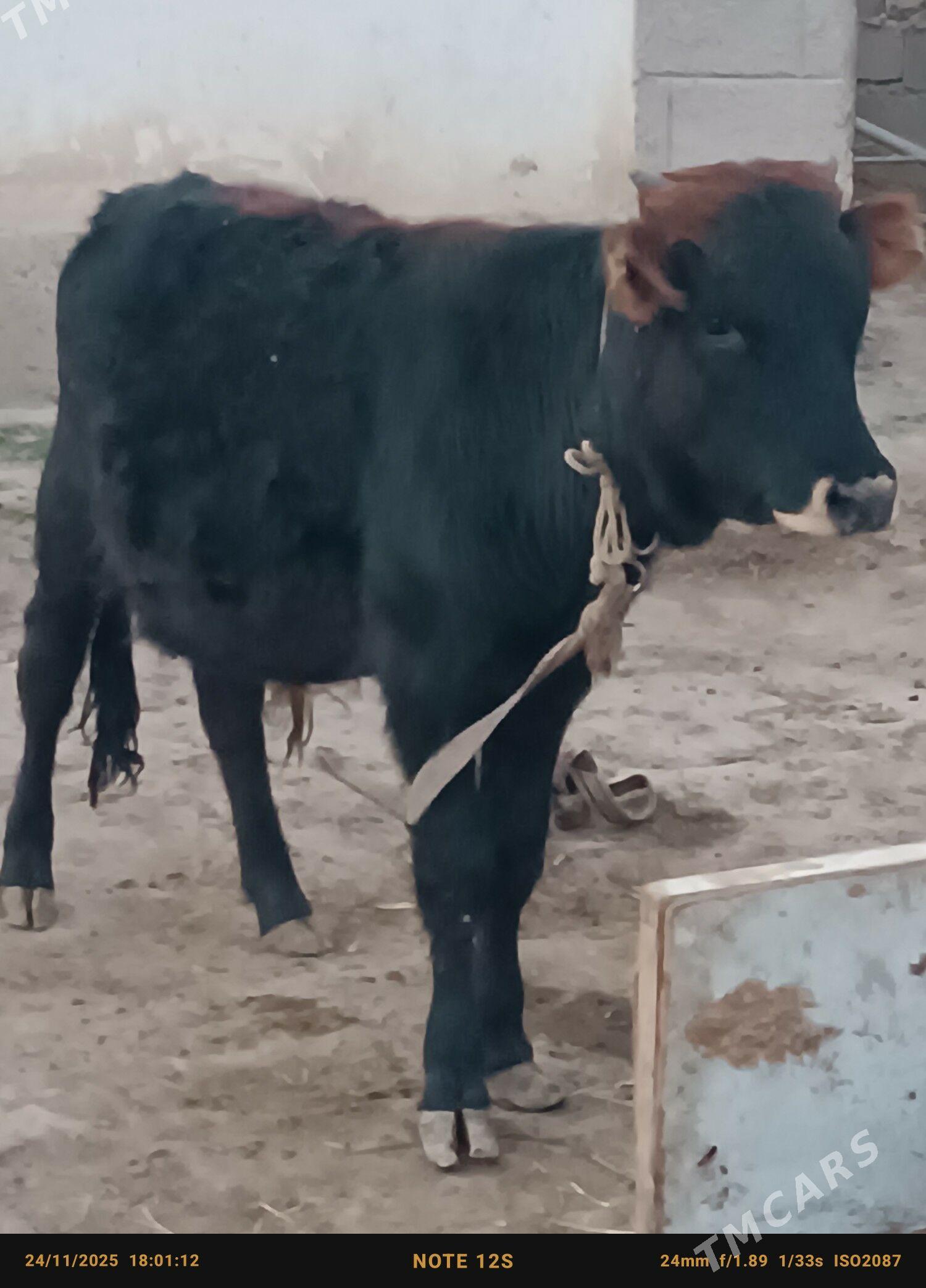 şwes öküz - Büzmeýin - img 3