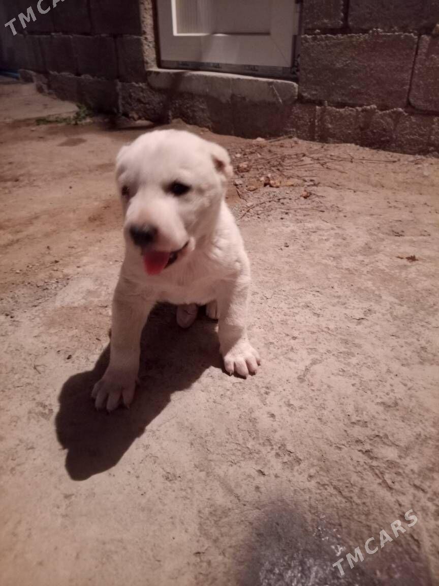 ganjyk gujuk - Гарадамак Шор - img 3