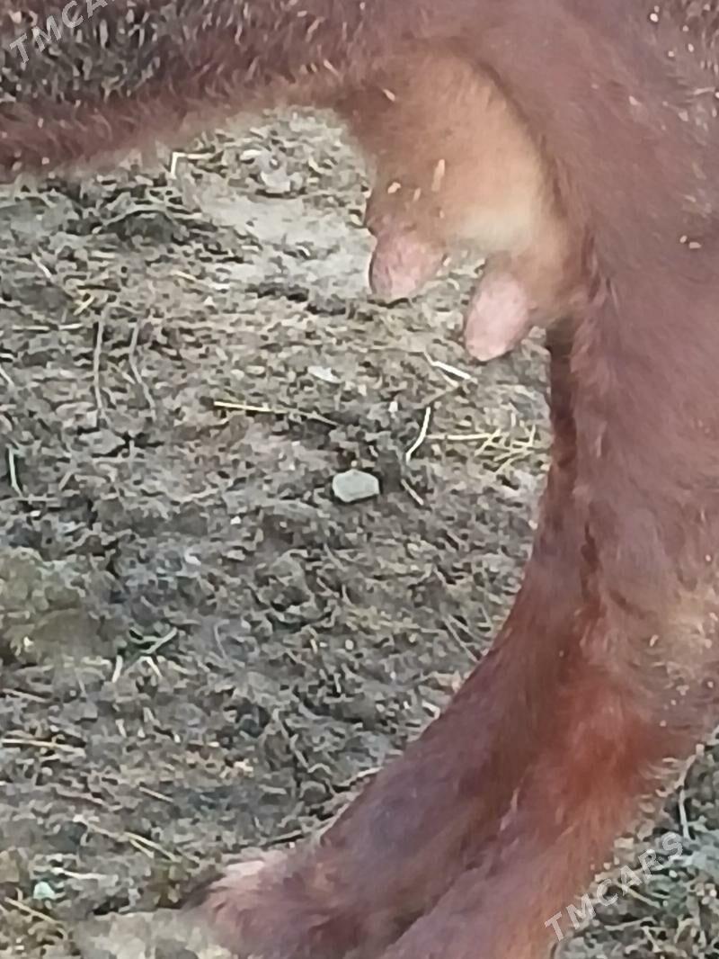 GOLELI SYGYR - Bäherden - img 3