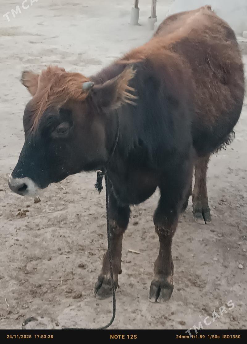 şwes öküz - Бузмеин - img 3