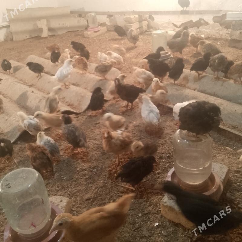 towuk juje - Мары - img 2