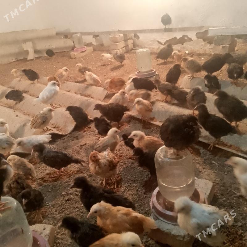 towuk juje - Мары - img 3