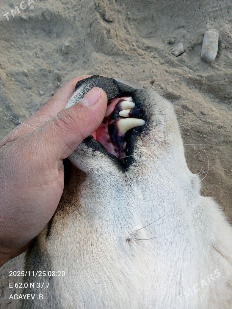 BOBİK - Байрамали - img 2