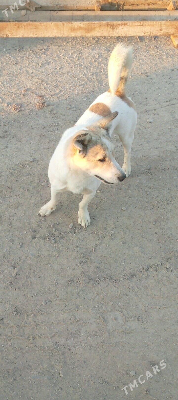 BOBİK - Байрамали - img 1