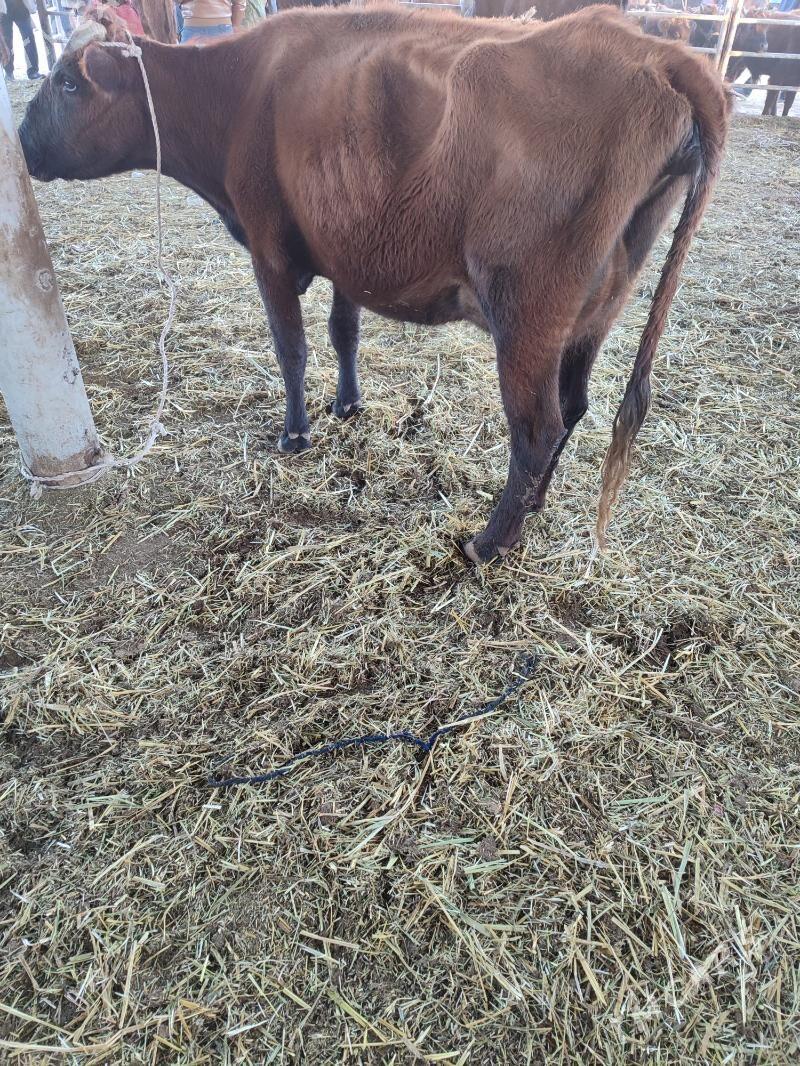 goleli sygyr - Aşgabat - img 2