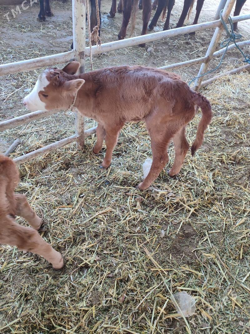 goleli sygyr - Aşgabat - img 3