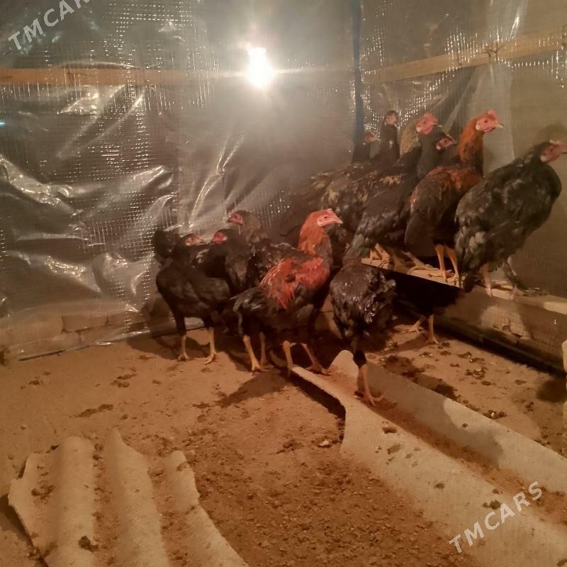 towuk - Мары - img 2