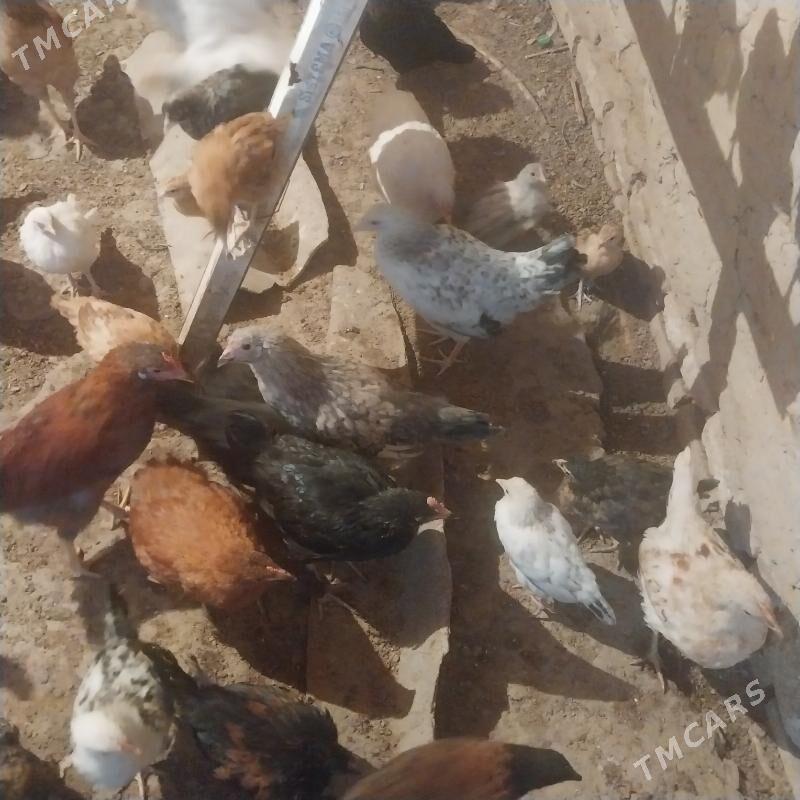 towuk - Мары - img 2