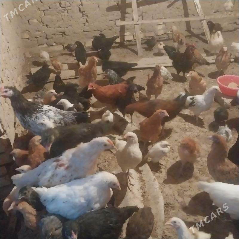 towuk - Мары - img 3