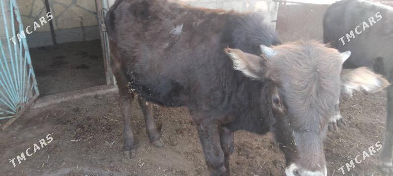 okuzceler - Туркменбаши - img 6