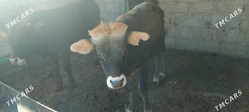 okuzceler - Туркменбаши - img 4