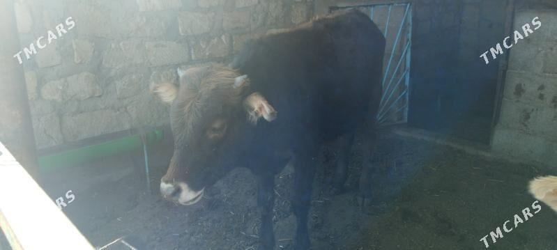 okuzceler - Туркменбаши - img 3