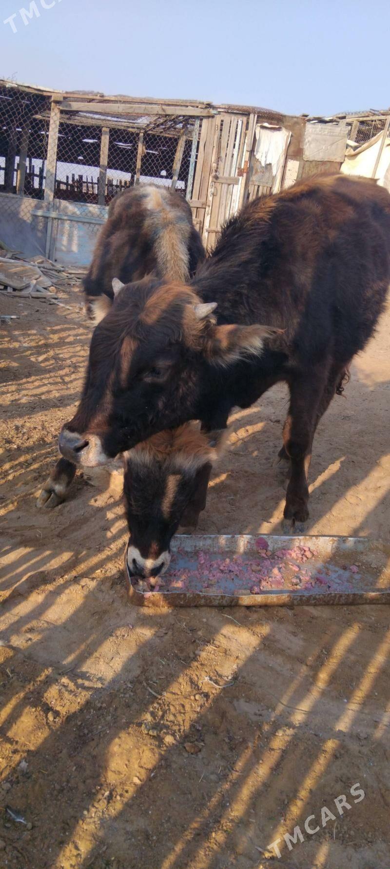 okuzceler - Туркменбаши - img 2