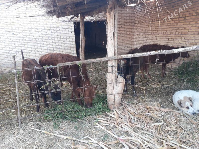 Öküzceler - Халач - img 2