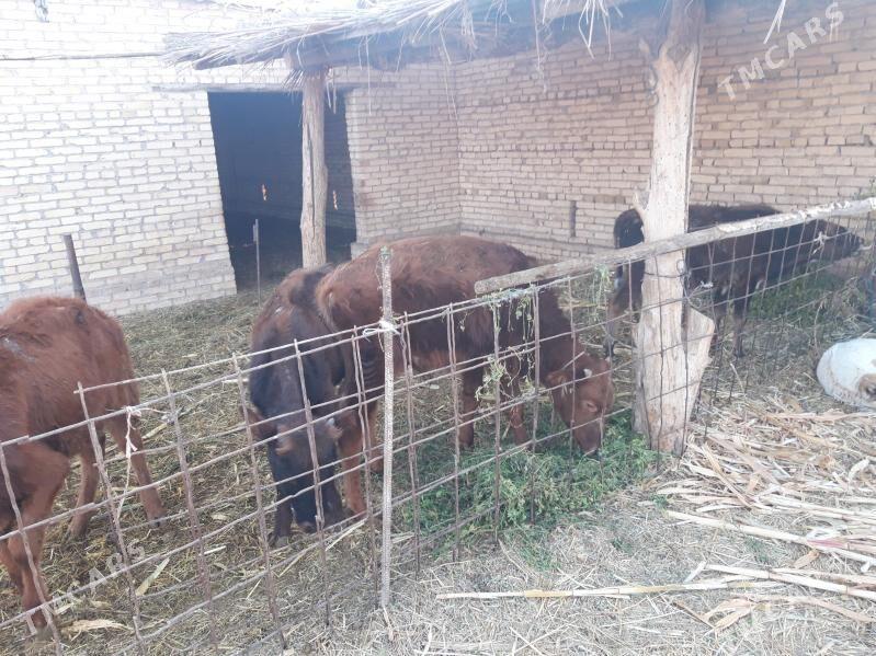 Öküzceler - Халач - img 3