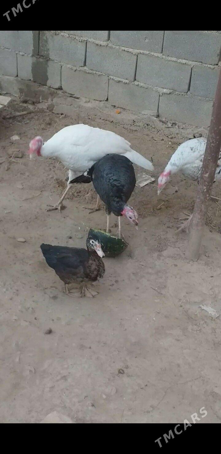 İndawutga - Tejen - img 3