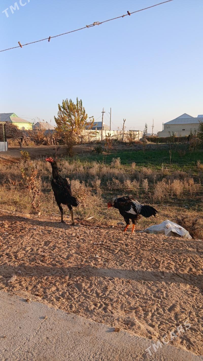 paroda horaz - Мары - img 5