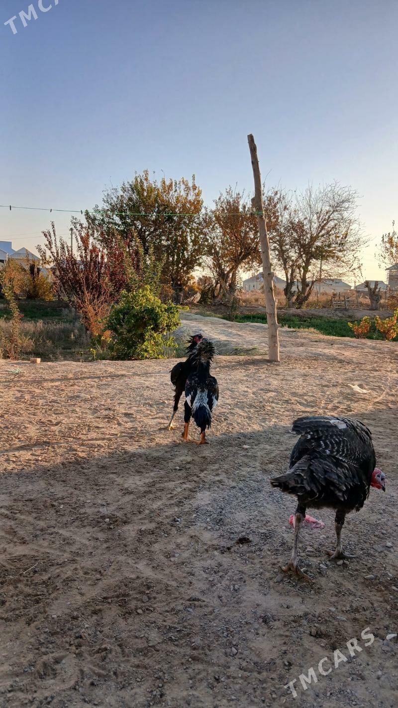 paroda horaz - Мары - img 1