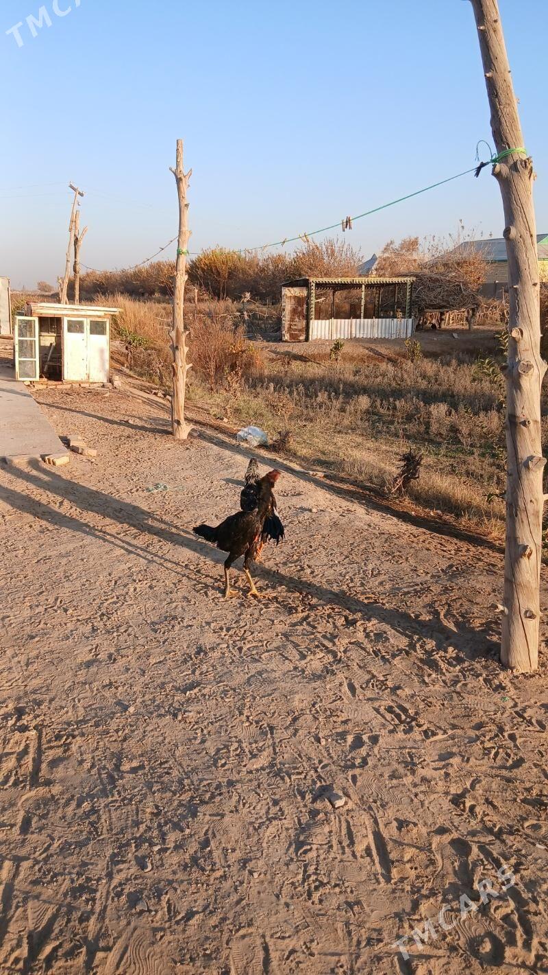 paroda horaz - Мары - img 6