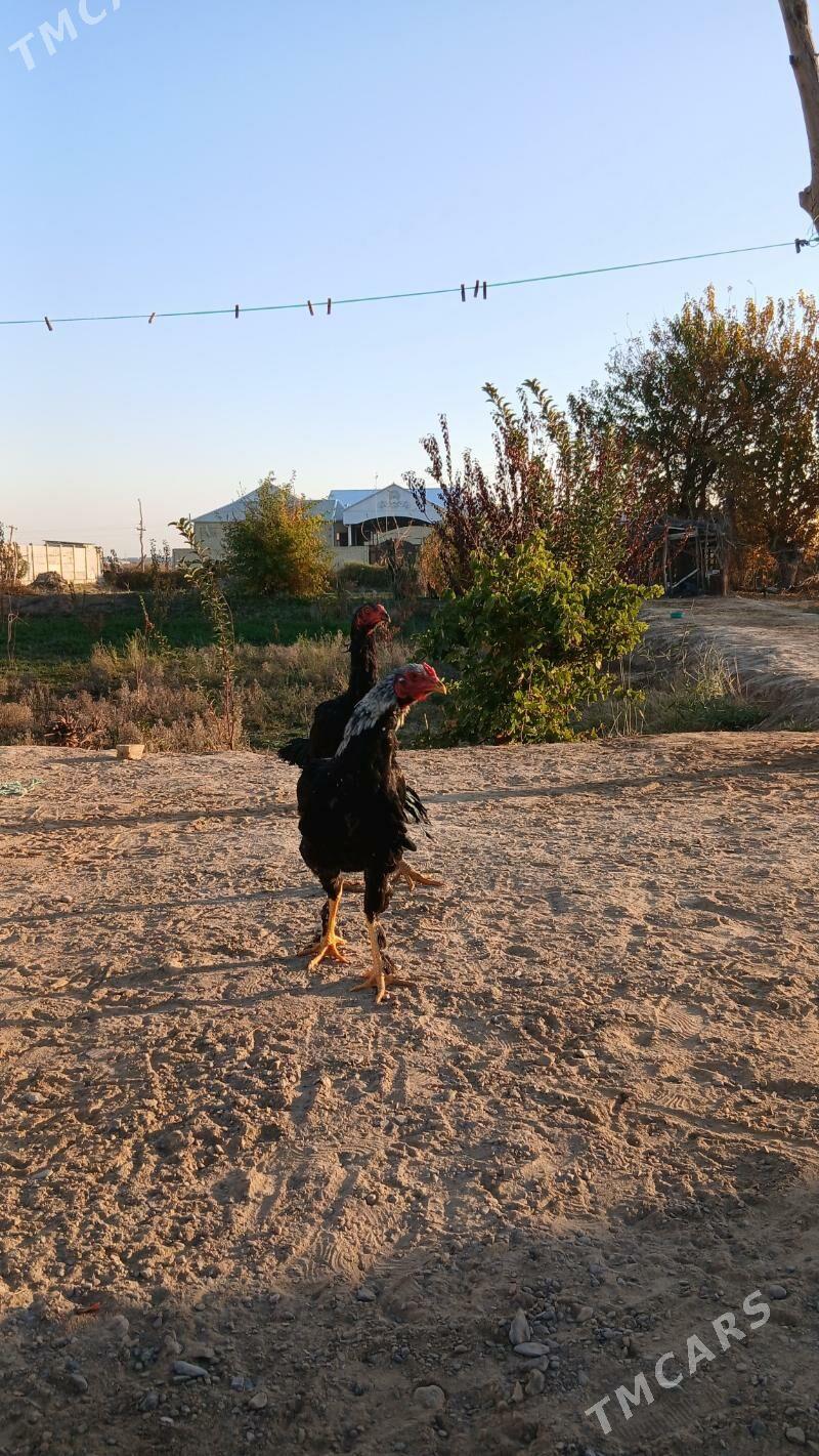 paroda horaz - Мары - img 3