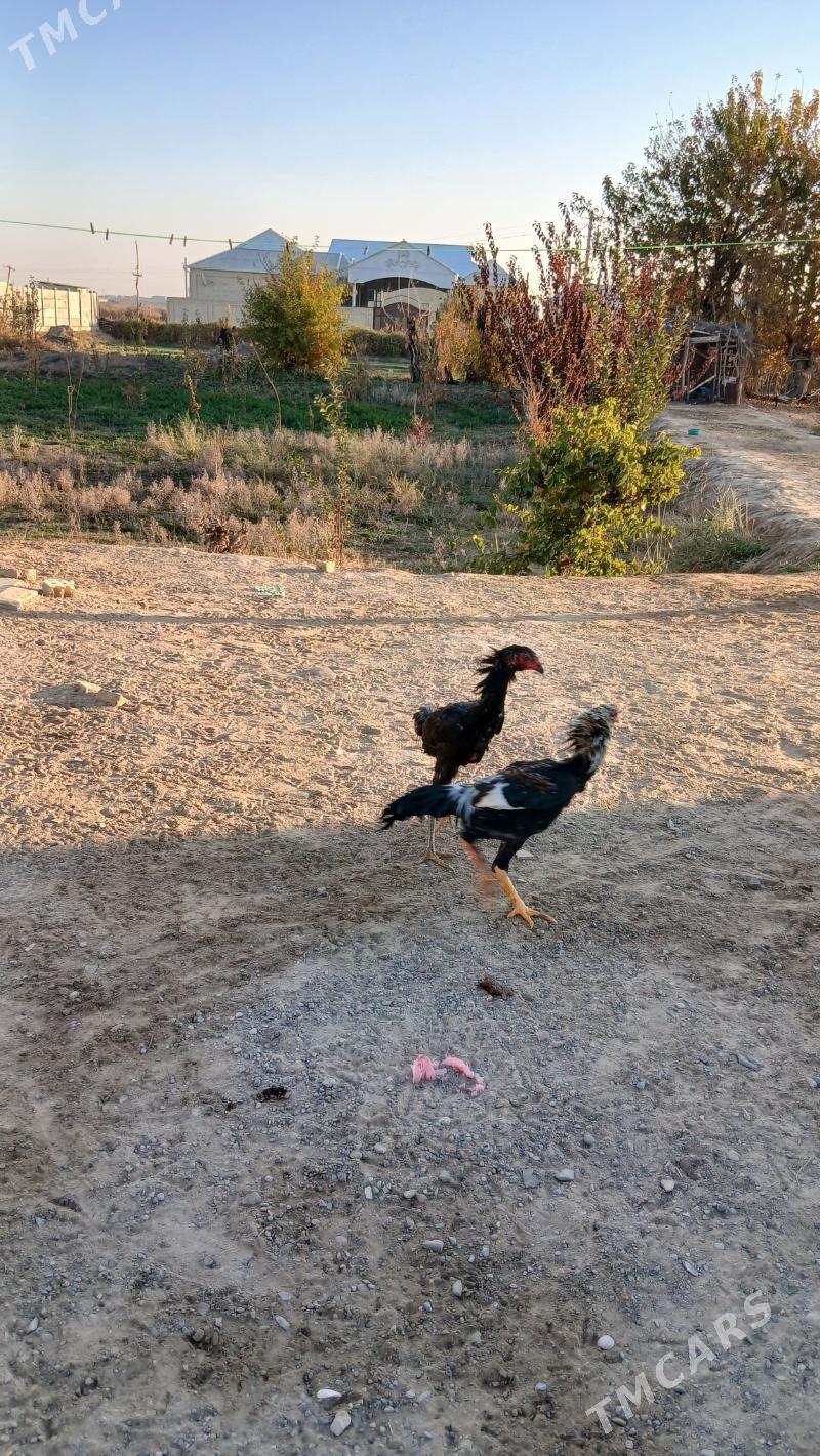 paroda horaz - Мары - img 4