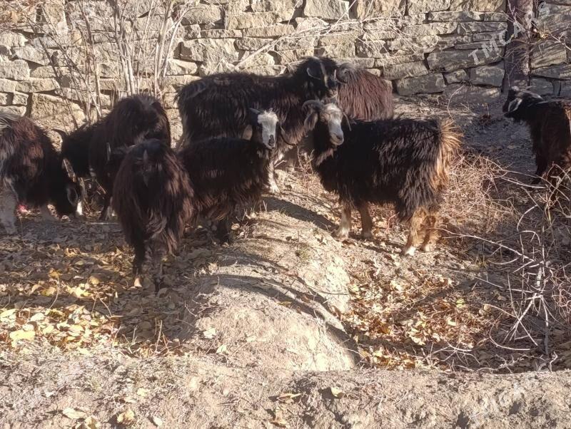 Çebiş - Magtymguly - img 2