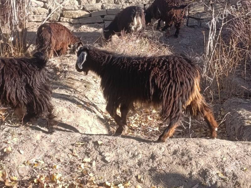 Çebiş - Magtymguly - img 1