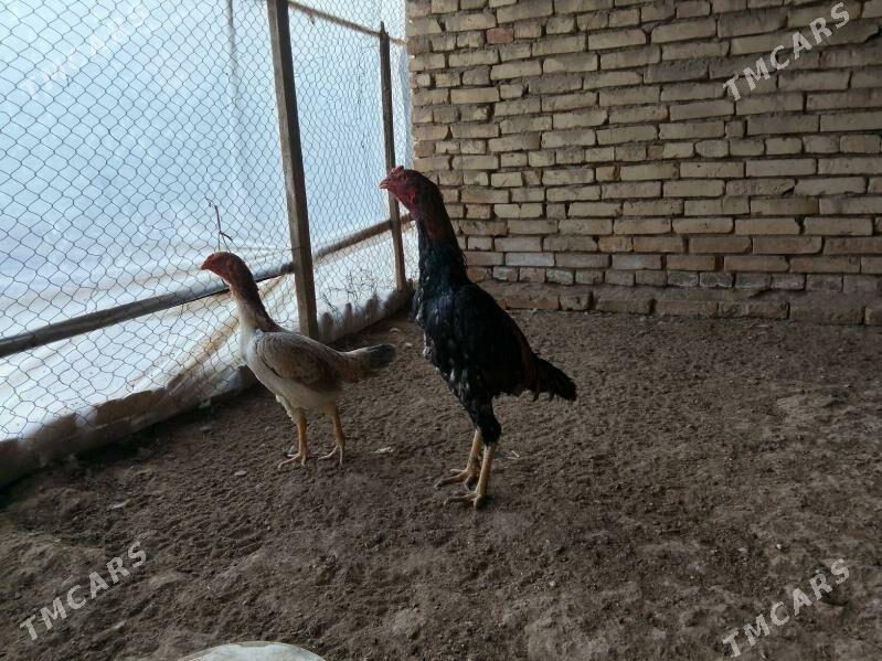 Horoz - Байрамали - img 4