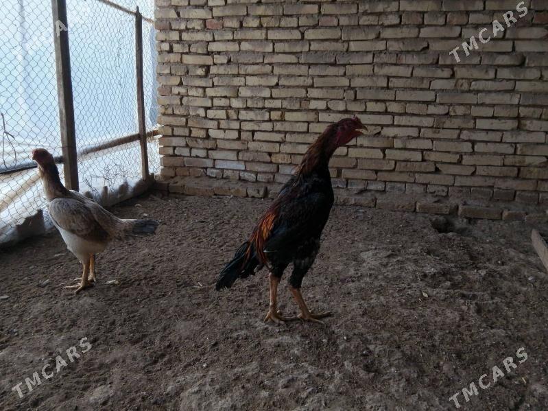 Horoz - Байрамали - img 1