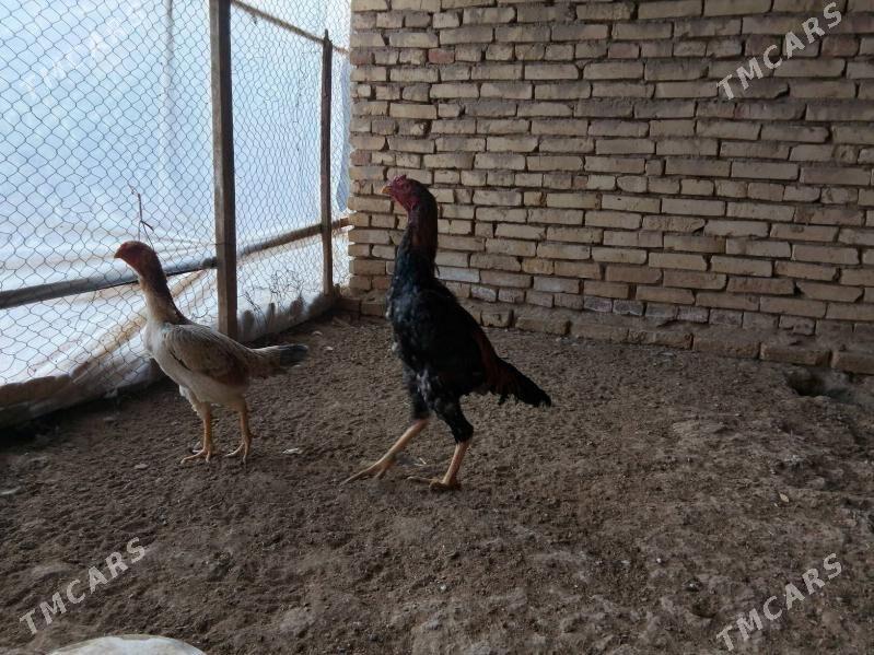 Horoz - Байрамали - img 3