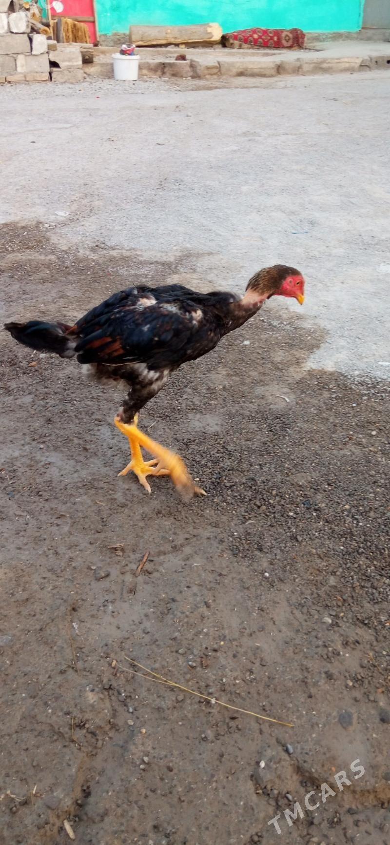 taşkent hora - Бузмеин - img 1