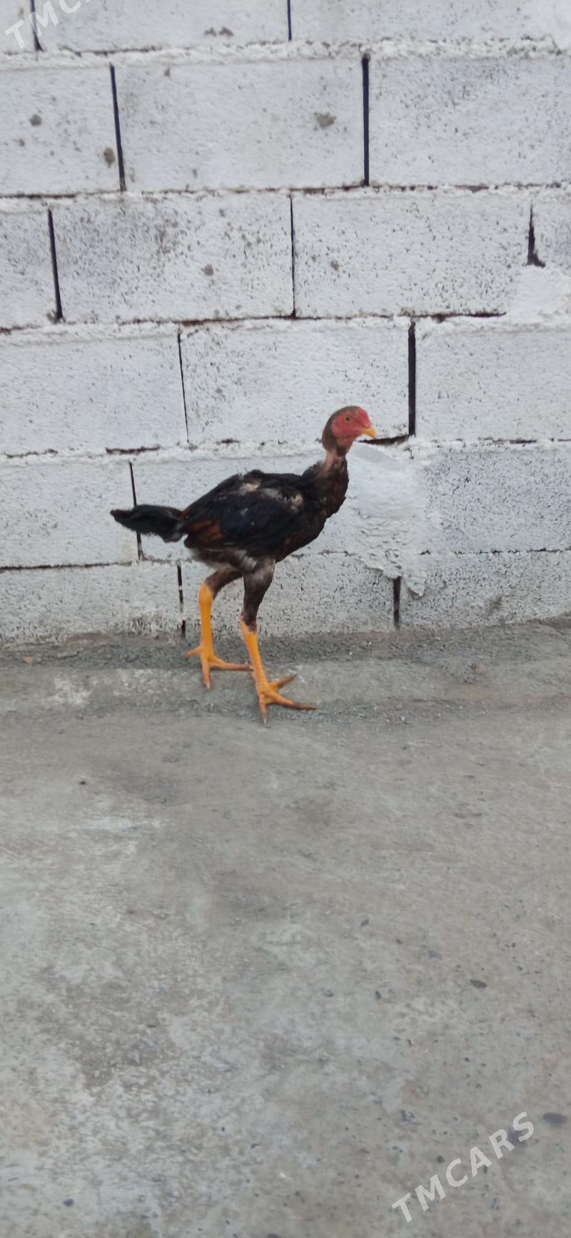 taşkent hora - Бузмеин - img 5