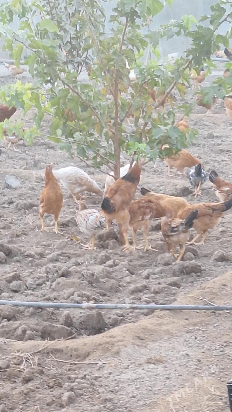 Juyje - Aşgabat - img 2