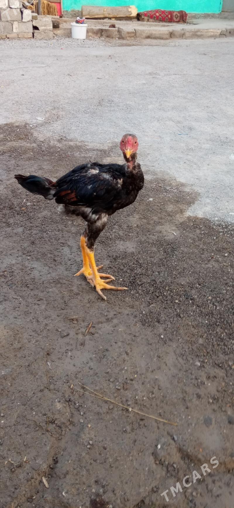 taşkent hora - Бузмеин - img 2