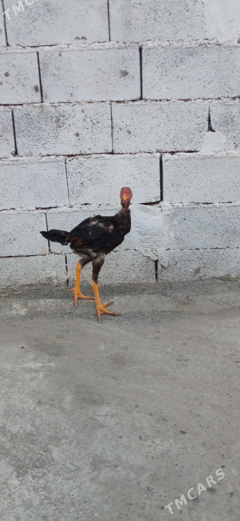 taşkent hora - Бузмеин - img 3