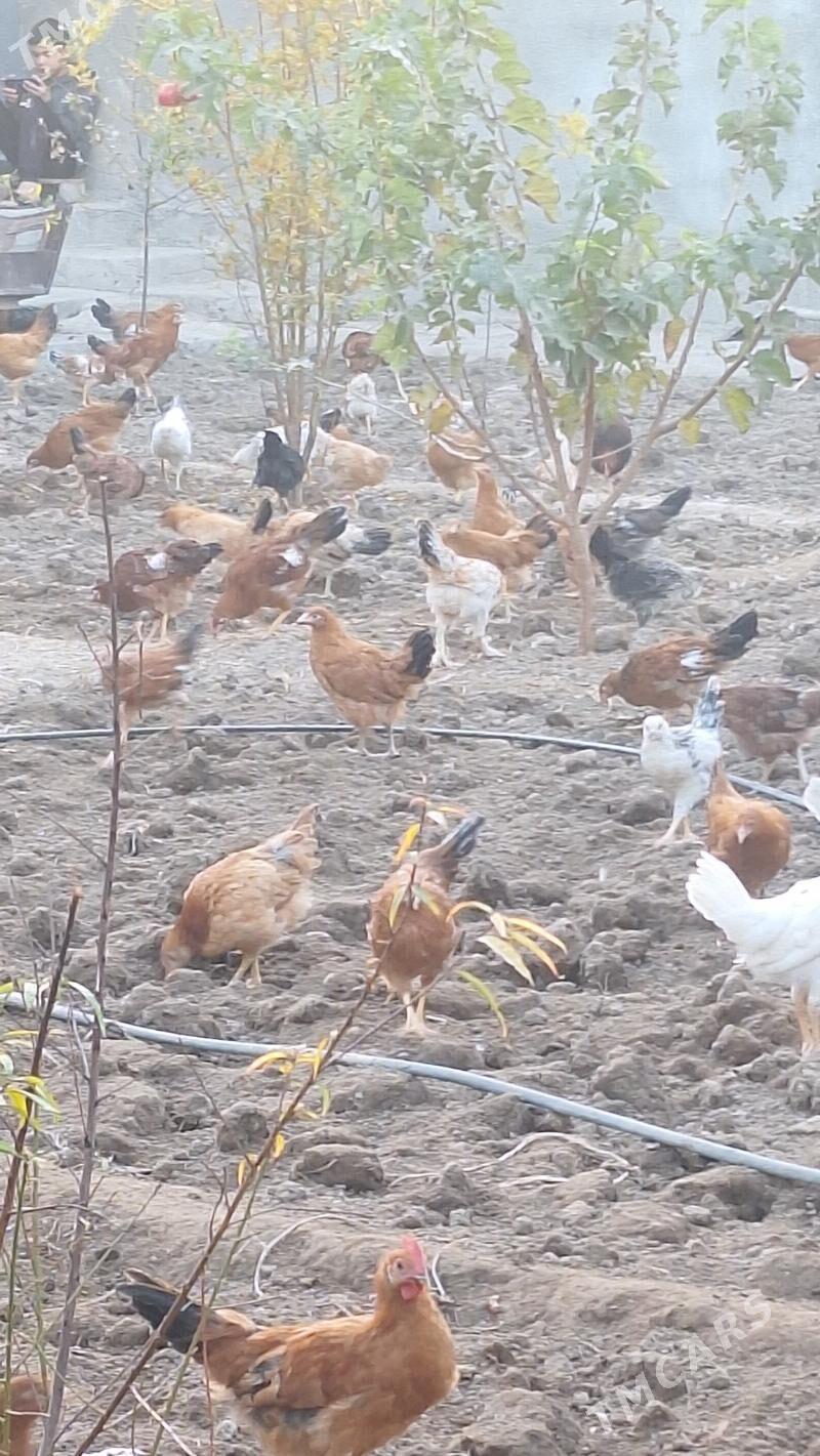 Juyje - Aşgabat - img 3