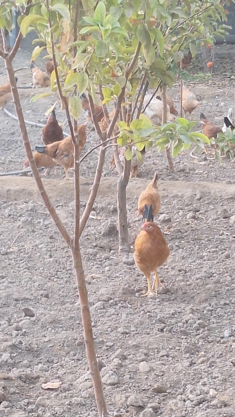 Juyje - Aşgabat - img 4