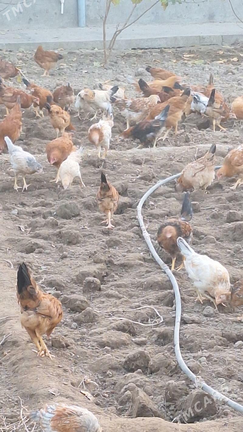 Juyje - Aşgabat - img 5