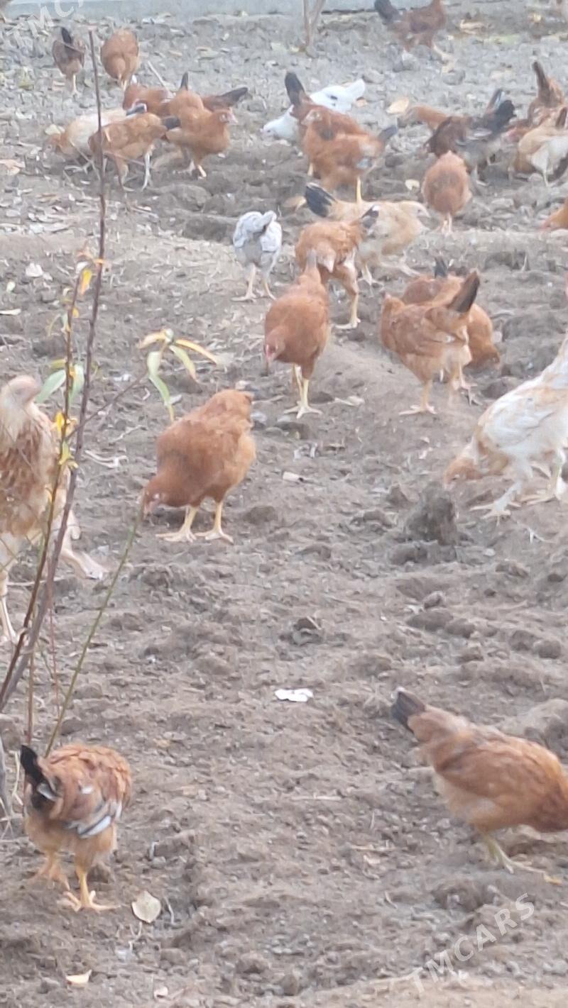 Juyje - Aşgabat - img 6