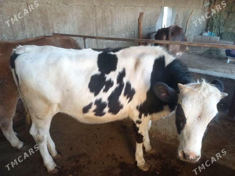 Galisteyin tuwe - Ашхабад - img 2