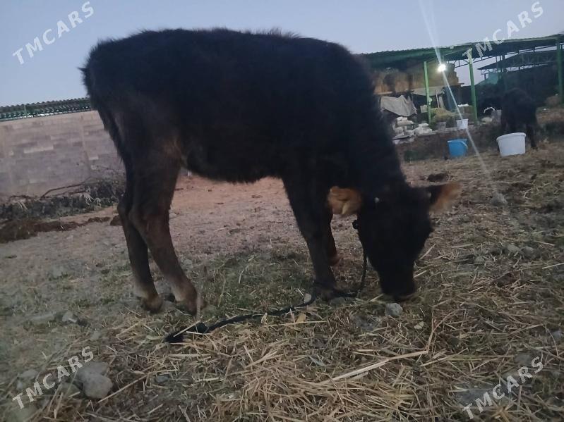 iki okuz bir tuwe - Гёкдепе - img 6