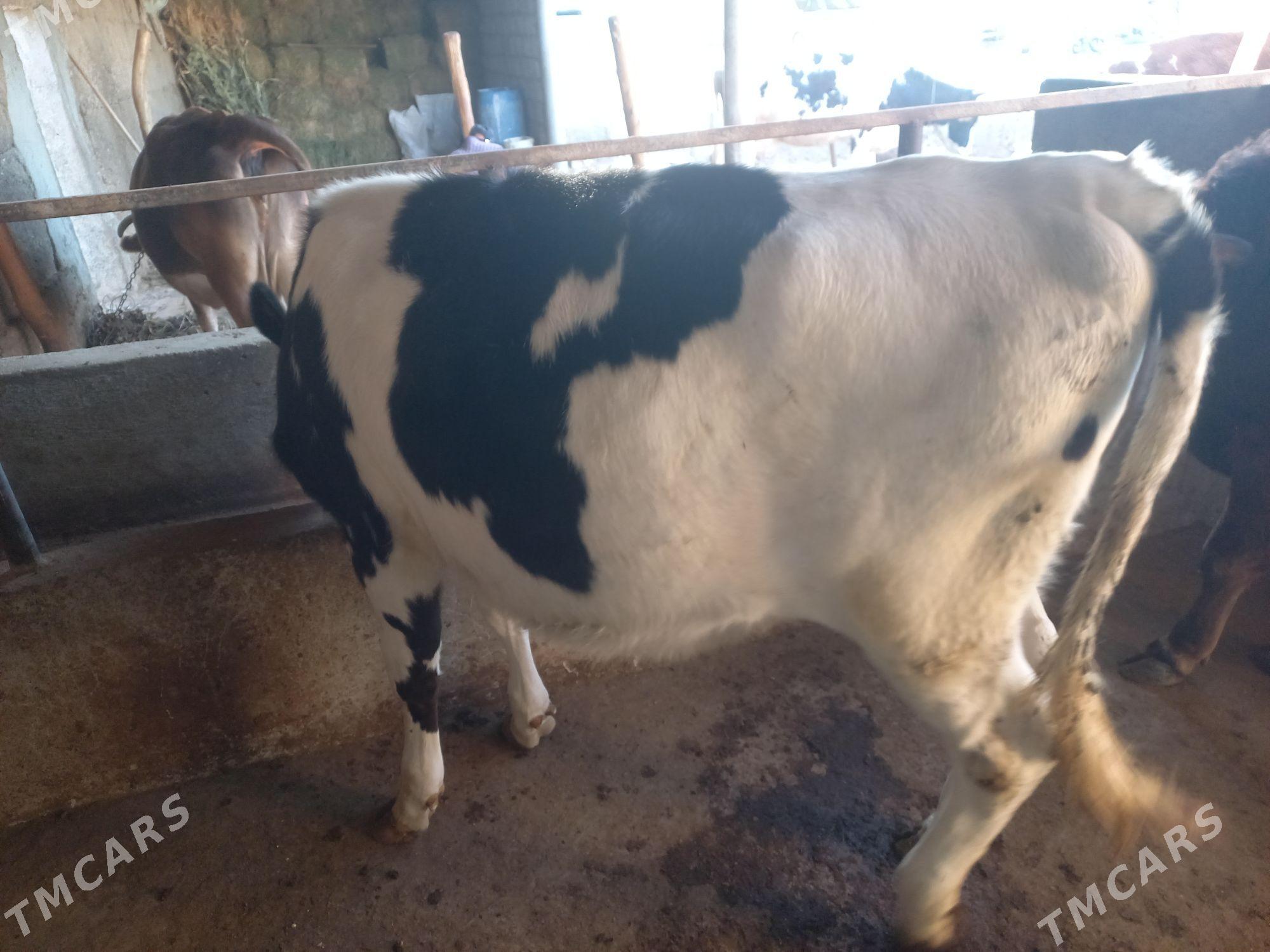 Galisteyin tuwe - Ашхабад - img 3