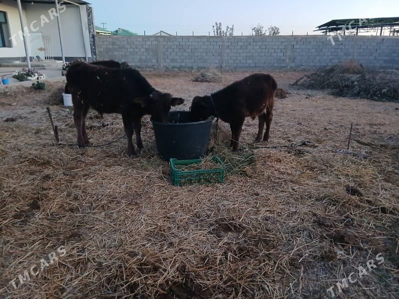 iki okuz bir tuwe - Гёкдепе - img 3