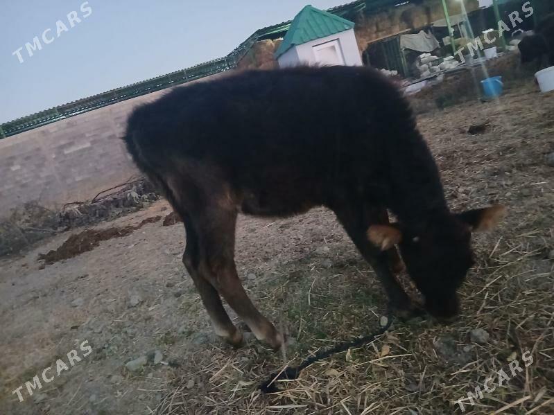 iki okuz bir tuwe - Гёкдепе - img 7