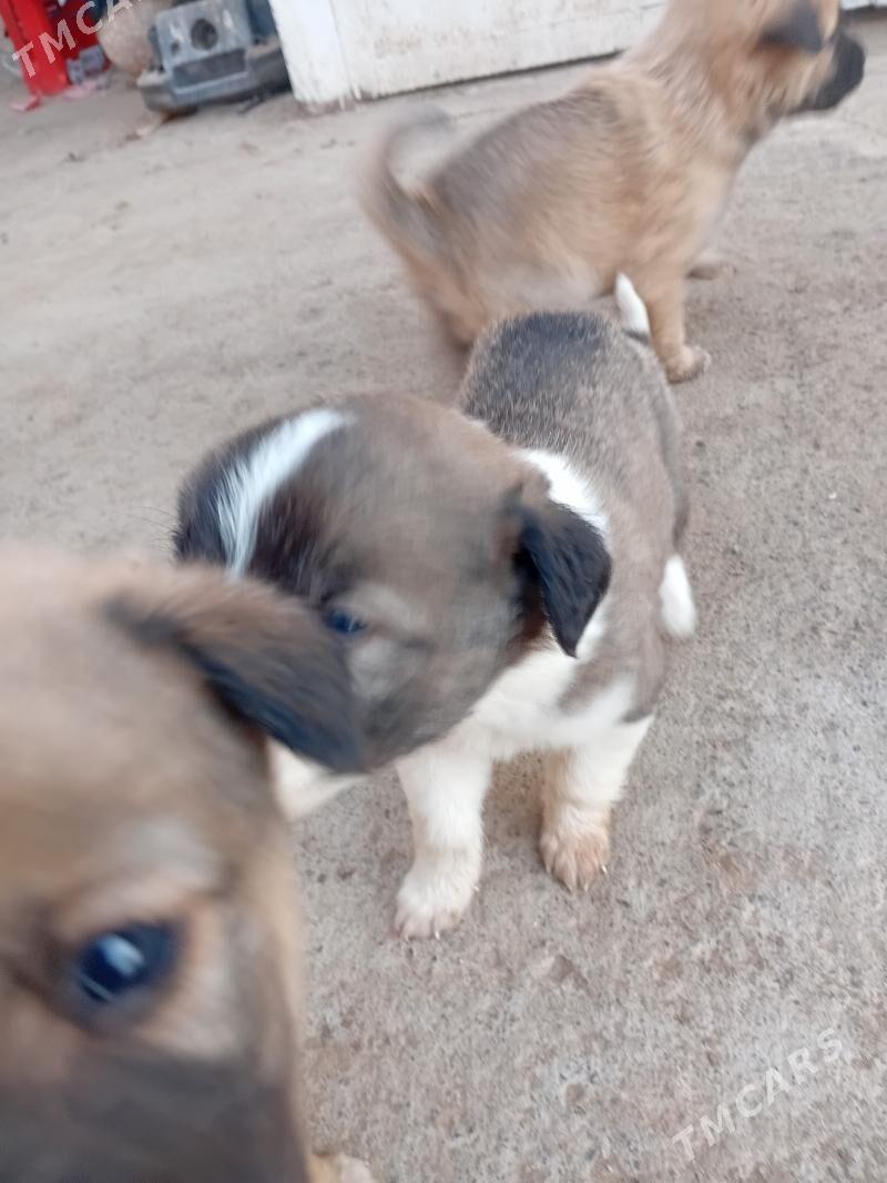 собака - Туркменабат - img 3