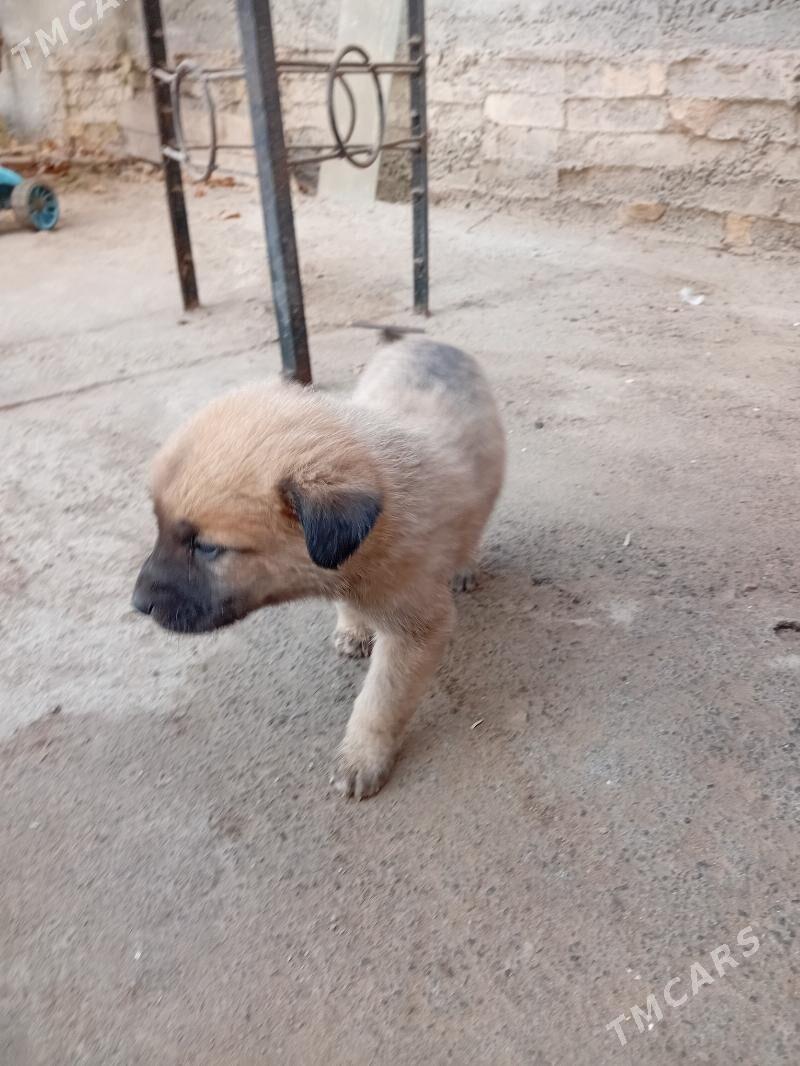 собака - Туркменабат - img 6